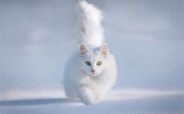 猫咪为什么会模仿主人的行为？