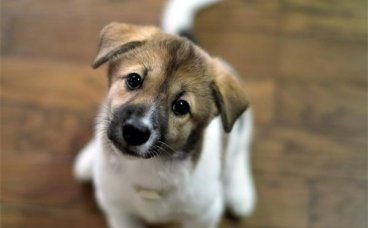 为什么小型犬比中大型犬还凶？