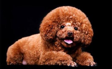 怎么训练泰迪犬与其他狗狗友好相处？