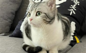为什么公猫发情后会变瘦？