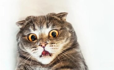 预防猫咪牙齿疾病的措施有哪些？