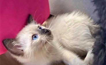 猫咪自己在家会干什么？