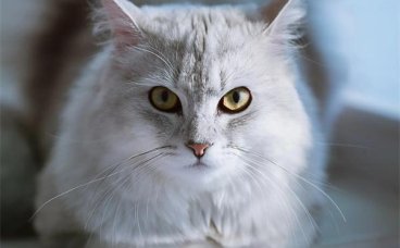 母猫会一直记得自己的孩子吗？