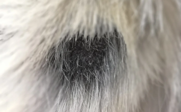 猫咪皮肤病快好了，但留下很多黑色斑块怎么办？