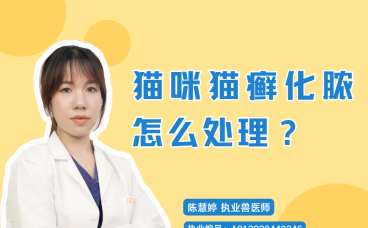猫咪猫癣化脓怎么处理？别急，这里有详细步骤！