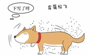 狗狗皮肤病大作战:告别皮屑的秘诀