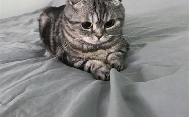 为什么有些流浪猫会亲人？