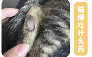 猫咪得猫癣吃什么药？伊曲康唑效果好吗？