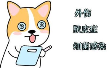 狗狗腿上长脓包？再不治疗就晚了！