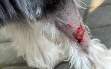狗狗皮肤伤口化脓破裂了怎么处理？