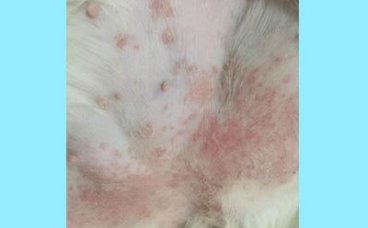 狗狗肚皮上有红疙瘩用什么药？
