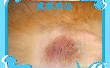 轻松识别：狗狗皮肤病全解图谱