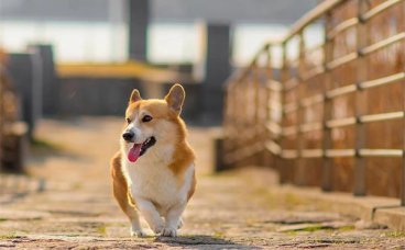 秋田犬是禁养犬吗？