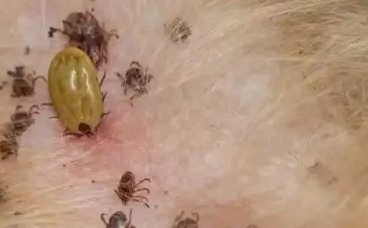 小鹿犬头上长很多小疙瘩怎么回事？
