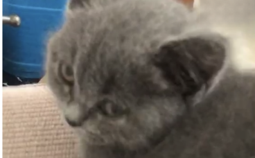 3月大的猫咪感染猫瘟痊愈