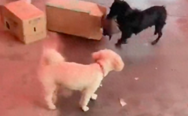 经常喂养的流浪狗，竟主动叼着小狗往女士家里送