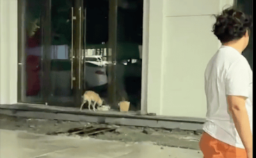 遇到了一只瘦成皮包骨的流浪狗,爸妈拿来月子餐喂它