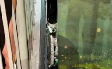 流浪狗被车撞后，惊慌失措躲进墙壁夹缝中