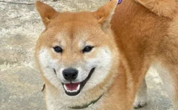 “放任”柴犬咬死猫咪引网友声讨