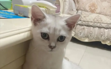 主人去世猫咪绝食而亡，家属或将其骨灰合葬