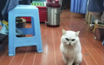 残疾猫被面馆老板娘救活后上演《猫的报恩》