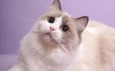 领养猫咪被要求买配套高价猫粮？