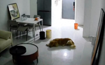 主人要出差20天,第一天晚上狗狗就守在家门口等着