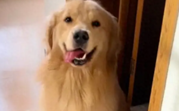 金毛偷跑出去被人卖去沛县,当天就被杀害!