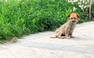 患皮肤病的流浪狗,向路过的宠物狗投来羡慕眼神!