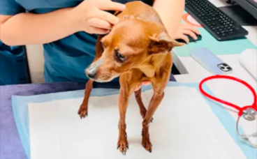小鹿犬被人遗弃在小区内，走路摇摇晃晃不稳，还乖乖趴窝里等主人