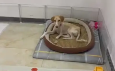 狗狗被车撞伤，主人不要了故意遗弃很远地方，它竟拖着身体又回家