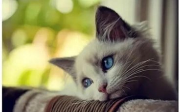 猫咪老年痴呆的症状有哪些？