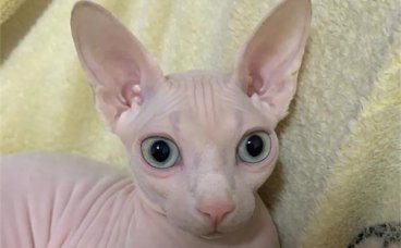 收养流浪猫后应该怎么做？