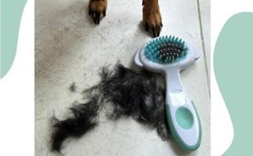 小鹿犬掉毛先别慌，一起来分析病因！