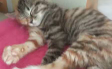 2月大的狸花猫感染猫瘟痊愈