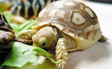 怎么判断乌龟是不是生病了？