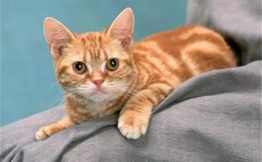 猫咪不同眼神的表达含义