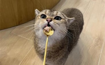 给流浪猫喂食为什么会产生危害？