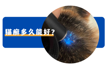 猫癣的治疗周期大概是多久？怎么样才能好得快一点？