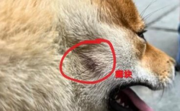 狗狗脸上长癣用什么药膏比较好？