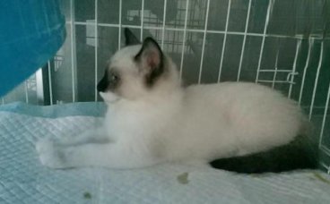 布偶猫感染了猫瘟已痊愈