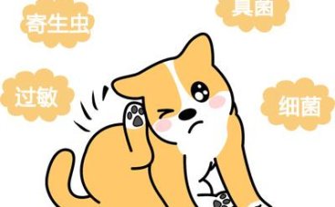 当心！爱犬皮肤红痒背后的秘密
