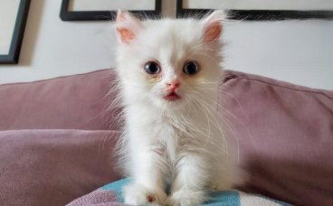 两个月大的猫咪感冒加猫鼻支炎感染痊愈