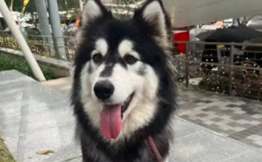 救助的阿拉斯加犬被情侣领养，没想到被男子吊在笼子里