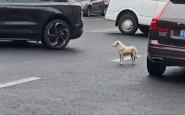 被遗弃的狗盯着汽车，还在等待主人回来