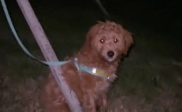 狗狗被遗弃了拴在树上，它坐在那里等主人好可怜