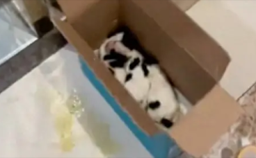 捡到三只被遗弃的小狗,女士悉心照顾到满月