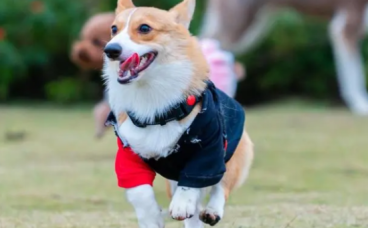 上海80后夫妻闹离婚，不争房子车子票子，只争柯基犬抚养权！