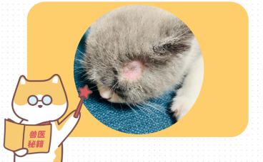 蓝猫得了猫癣怎么治？这里有超全&ldquo;抗癣&rdquo;指南！