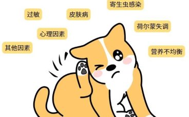 狗狗老是抓痒还用嘴咬？快帮狗狗止痒！